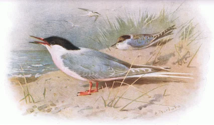 Rosenseeschwalbe, aus Britische Vögel, veröffentlicht von Longmans, 1932